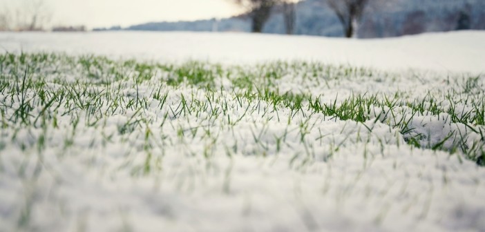 segnalazione-danni-neve-gelo-lazio