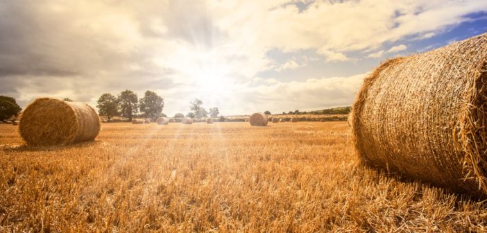 bandi-regione-lazio-agroalimentare-2019